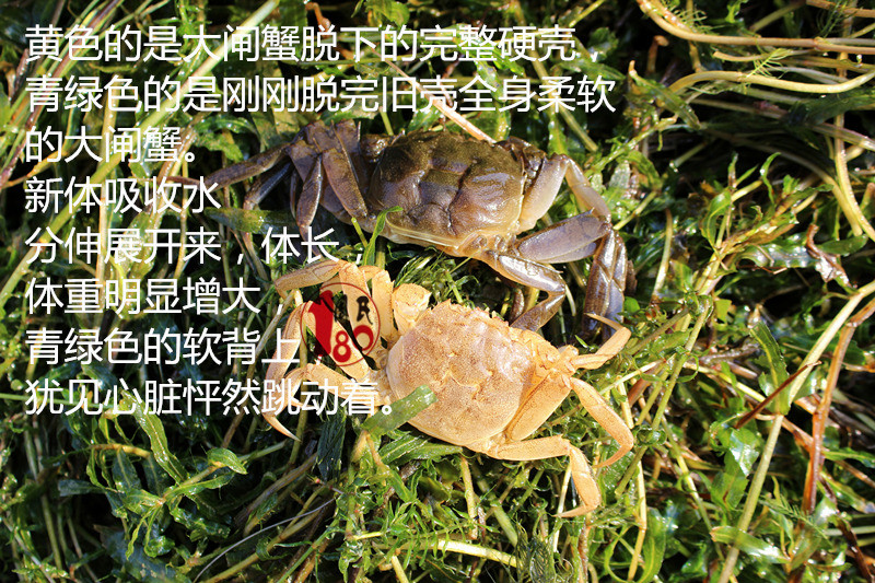 刚脱完壳的大闸蟹