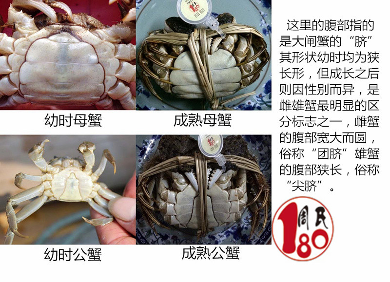 周氏180大闸蟹公蟹与母蟹的蟹脐区分