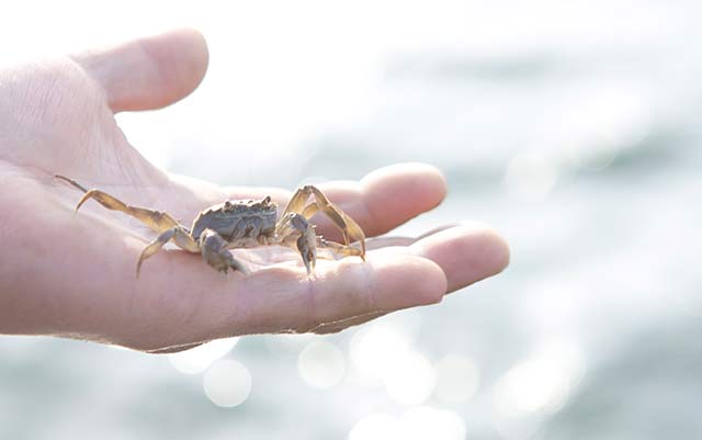 阳澄湖大闸蟹